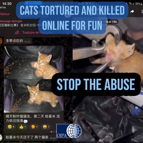 chinese cat torture